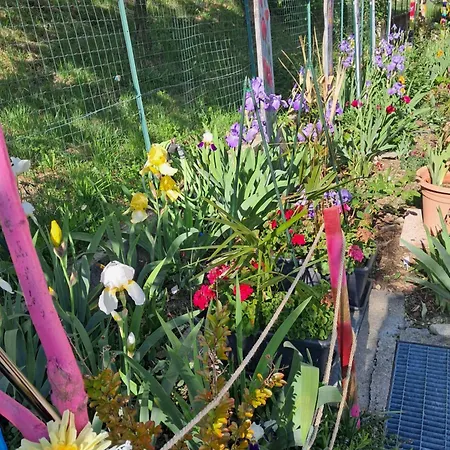 Dell Arte Trarego Viggiona