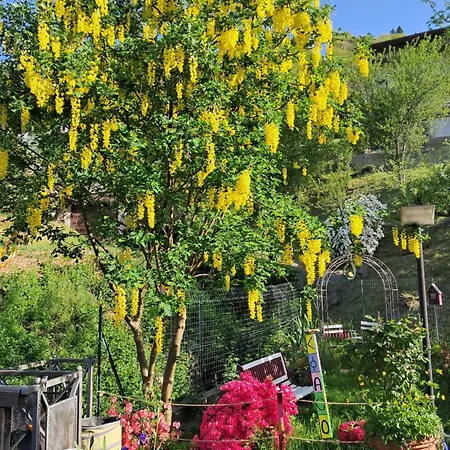 Dell Arte * Trarego Viggiona