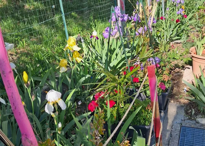 Dell Arte Trarego Viggiona