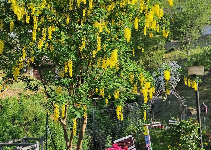 Dell Arte * Trarego Viggiona